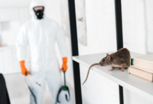 How Professional Exterminators in Chelmsford Keep Homes Pest-Free