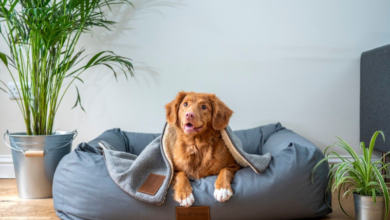 Creating a Pet-Friendly Home Without Compromising Style