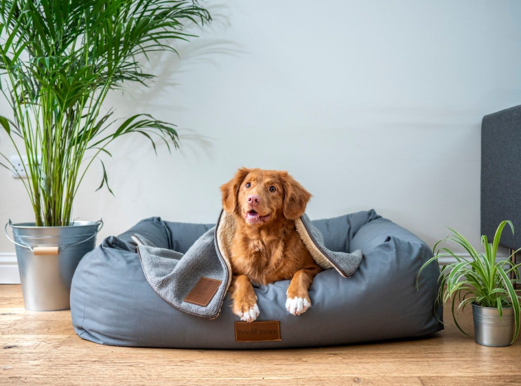 Creating a Pet-Friendly Home Without Compromising Style